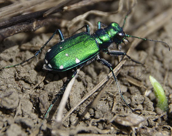 InsecTech Beetles Logo