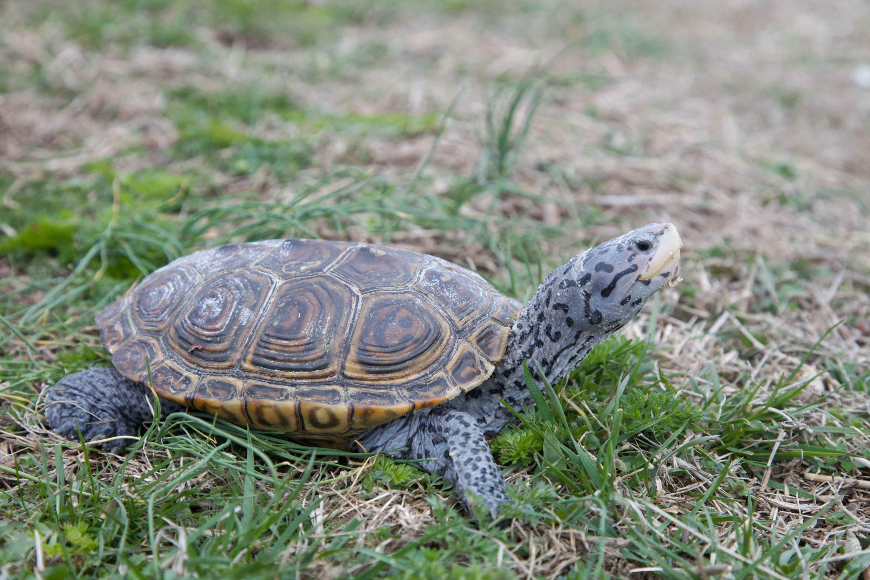 Terrapinn