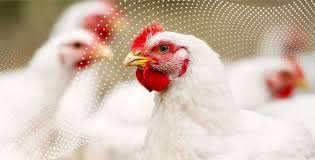 INDIA INTERNATIONAL POULTRY TECH EXPO - Chandigarh 2025